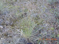 Stipa lagascae