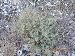 Helianthemum squamatum