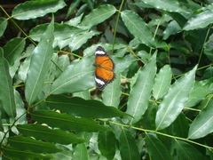 Cethosia penthesilea