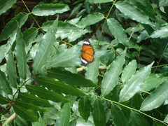 Cethosia penthesilea