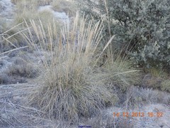 Macrochloa tenacissima