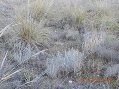 Macrochloa tenacissima