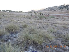 Macrochloa tenacissima