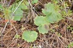 Micranthes porsildiana