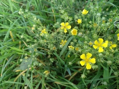 Potentilla argentea