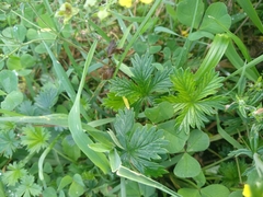 Potentilla argentea