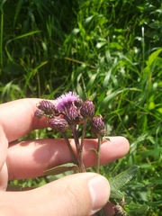 Cirsium arvense