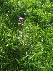 Cirsium arvense