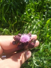 Cirsium arvense