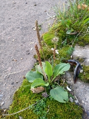 Plantago major