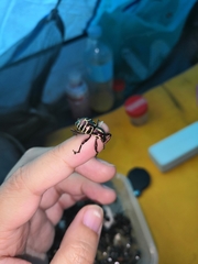 Pachyrhynchus davaoensis
