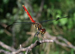 Sympetrum risi