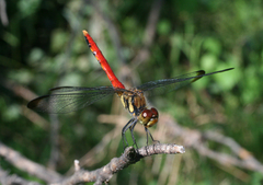 Sympetrum risi