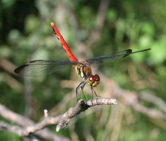 Sympetrum risi
