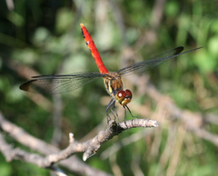 Sympetrum risi