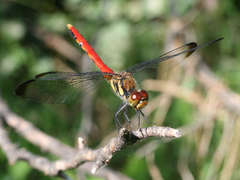 Sympetrum risi