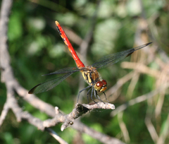 Sympetrum risi