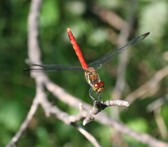 Sympetrum risi