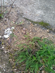 Achillea millefolium