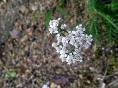 Achillea millefolium