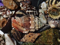 Orphanopusia patriarchalis