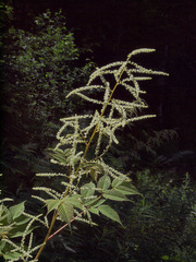 Aruncus dioicus acuminatus