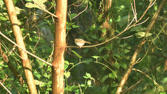Orthotomus sepium