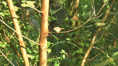 Orthotomus sepium