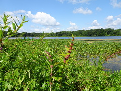 Decodon verticillatus