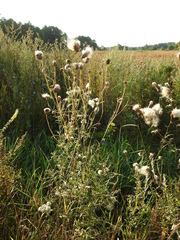 Cirsium arvense arvense