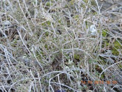 Thymus lacaitae