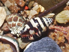 Engina zonalis