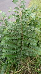 Celtis sinensis