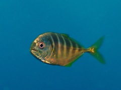 Gnathanodon speciosus