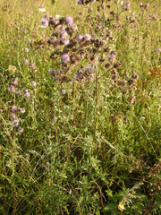 Cirsium arvense arvense