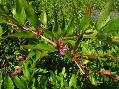 Decodon verticillatus