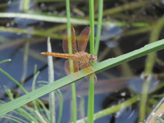 Brachythemis contaminata