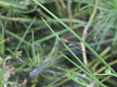 Ischnura senegalensis