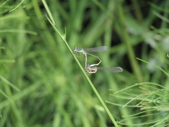 Ischnura senegalensis