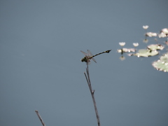 Ictinogomphus rapax