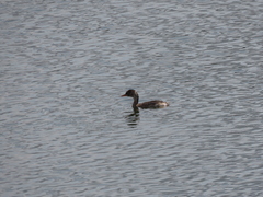 Tachybaptus ruficollis