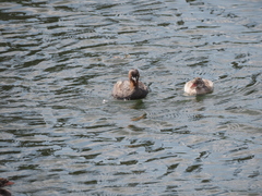 Tachybaptus ruficollis