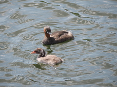 Tachybaptus ruficollis