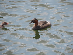 Tachybaptus ruficollis