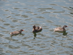 Tachybaptus ruficollis