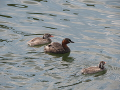 Tachybaptus ruficollis