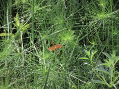 Brachythemis contaminata