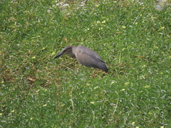 Nycticorax nycticorax