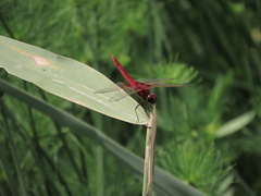 Urothemis signata yiei