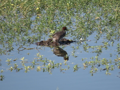 Tachybaptus ruficollis
